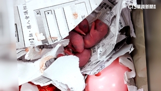 辦公室不速之客鼠寶寶藏抽屜　女員工尖叫