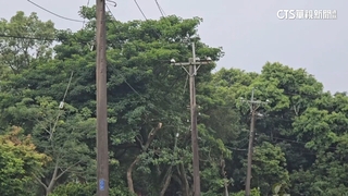 修剪樹木害斷電　小人國突停電.影響龍潭687戶