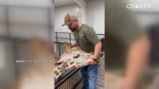 牠們都吃可愛長大！　動物影片萌翻全球爆紅