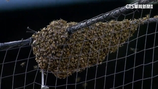 道奇.響尾蛇之戰延後開打　罕見「蜜蜂攪局」