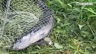 80公分長「魚虎」蓮池潭現蹤！　民眾憂恐釀「生態危機」