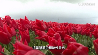 暖化惹禍！　荷蘭鬱金香.西國橄欖油量減