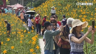 虎山巖金針花開了！假日估湧2萬人　聯外道塞爆
