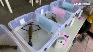 屏東潮州「賽神蝦」登場！　免費蝦料理試吃被秒殺