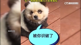 中動物園「熊貓犬」暴紅　園方認鬆獅犬染色冒充