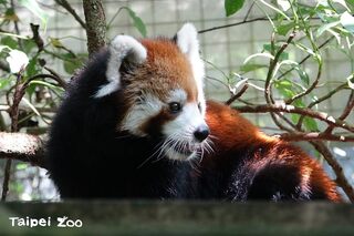 15歲小貓熊「美可」不幸病逝　園方證實：不敵心臟衰竭