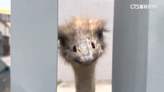 台中烏日2鴕鳥逛大街　警持棍趕進停車場抓捕