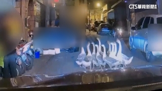 台中大里「鵝群奔走」上路.嚇壞路人　警急驅趕