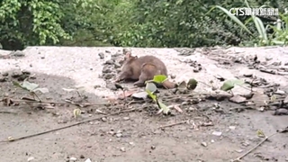 發狂轉圈圈不受控　疑狂犬病鼬獾現蹤花蓮