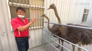 彰化2鴕鳥「逛街」到台中　飼主出面帶回吃罰單