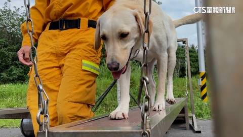花強震「汪汪隊」也成受災戶! 犬舍毀損急搬新家