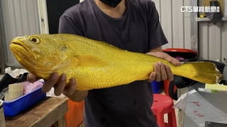 金門「釣黃魚」成全民運動　銷中1尾可賣上萬元