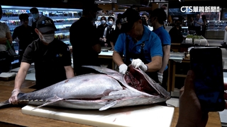 黑鮪魚季吸業者搶標！　台日兩國文化大不同