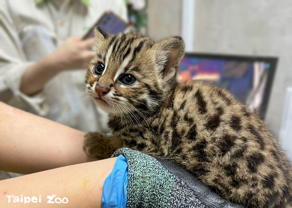 為2024年3月16日出生的石虎「捲心麵(母)」做形質測量 / 北市動物園 提供