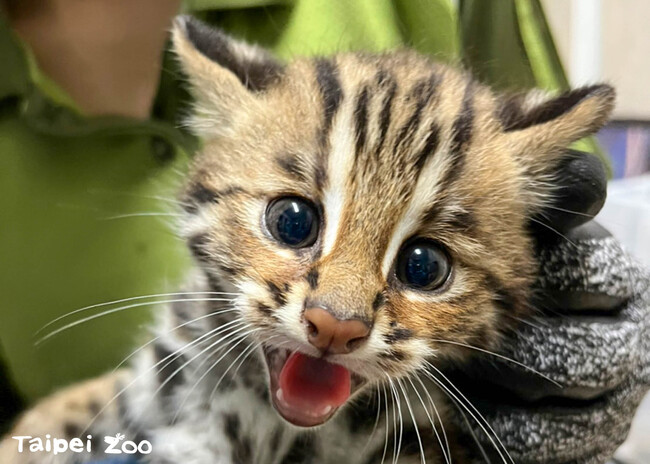 北市動物園石虎保育繁殖計畫傳捷報　「龍鳳胎」石虎寶寶頭好壯壯 | 華視新聞