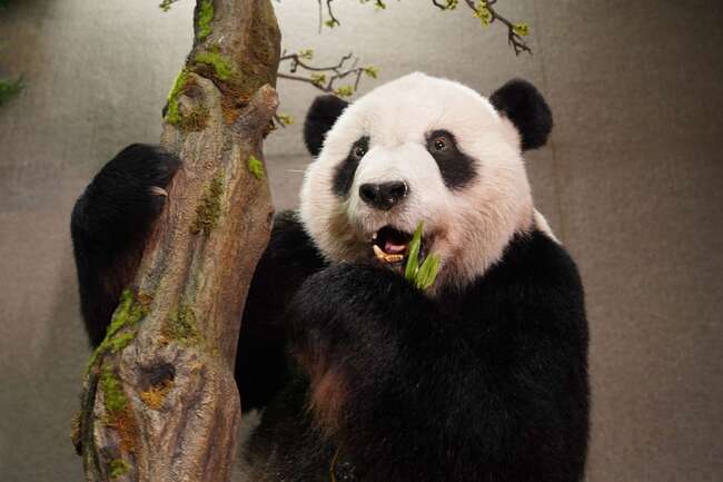 響應國際瀕危物種日　北市動物園17日亮相大貓熊「團團」標本 | 華視新聞