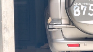 家被築巢！　白頭翁「護子心切」攻擊　屋主進出家門小心