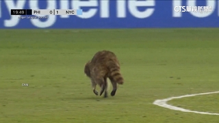 一看到人就僵硬.流口水　美「裝死負鼠」暴紅