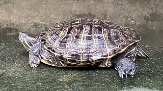 路上撿到烏龜？　動保處籲：千萬別隨便放到水池或河川