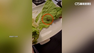 火鍋店驚見「蛞蝓」爬白菜　業者致歉：清洗未發現
