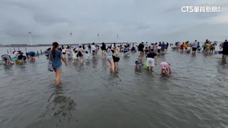 彰化線西「千人摸蛤」活動　超大海蛤小朋友樂翻