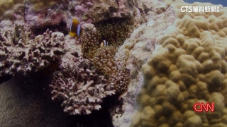 全球海溫破紀錄　澳洲大堡礁珊瑚逾半數白化