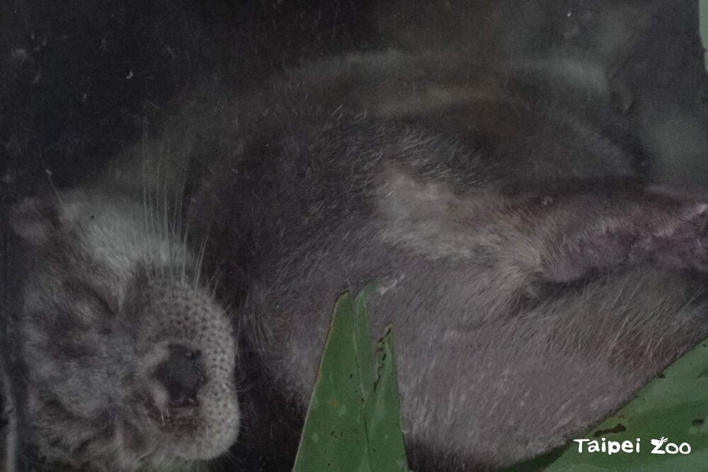 現在最常看到歐亞水獺兄弟的模樣，就是以各種姿勢在巢穴睡覺  圖 / 台北市立動物園 