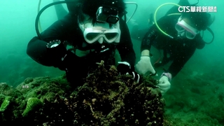 守護海洋！　泰國潛水團清除珊瑚礁「幽靈漁具」