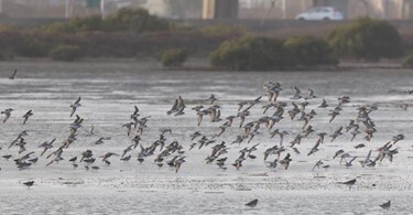 野鳥協會推動台南七股將軍鹽田濕地認養