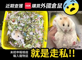 透過小紅書購買倉鼠就是走私　防檢署：最高可處7年有期徒刑