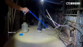 2天抓3次！　社子島疑遭放「大量毒蛇」　眼鏡蛇竄家