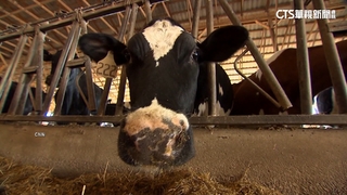 美國爆乳牛禽流感疫情　累計3起「牛傳人」病例