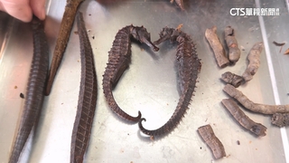 當牠塑膠的？大逆轉！扯不斷的海馬　鑑定「係金A」