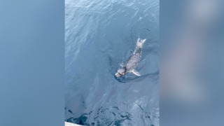 基隆外海發現野生小海豹　中華鯨豚協會提醒：切勿接近與互動