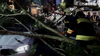 北市路樹倒塌3人被壓車中　所幸無人傷亡