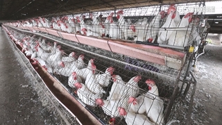 墨西哥男感染H5N2禽流感身亡全球首例　墨國否認