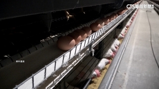 蛋價跌「2年來新低」！　餐飲業沒降價　業者：考量成本