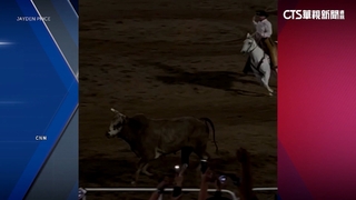 美落跑公牛跳圍欄　直闖看台數人傷