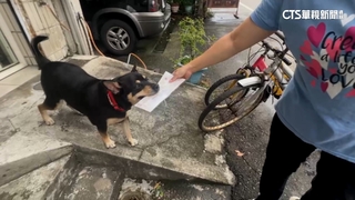 萌！　米克斯犬見郵差「不追也不吠」　搖尾收下主人信