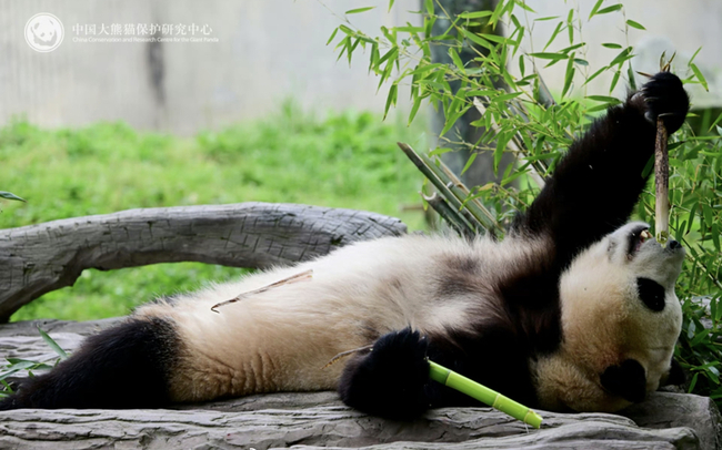 大貓熊「福寶」返中後首度亮相！「躺著吃竹子」萌翻網友 | 華視新聞