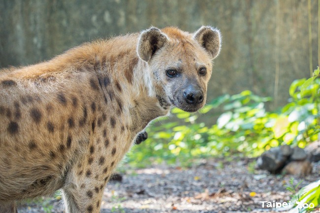 斑點鬣狗「小乖」生病了！北市動物園曝腸炎、胃出血 留室內照護中 | 華視新聞