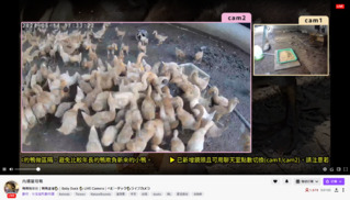鴨咧鴨咧！Twitch「鴨鴨陪伴」頻道爆紅　掛台看萌鴨還能換新鮮鴨蛋