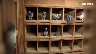 台南破獲冷血賽鴿聚賭！　千隻鴿子折翼　7幹部遭拘捕