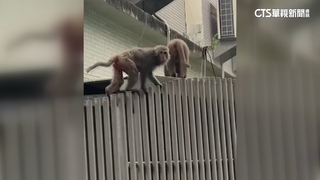 高雄獼猴大軍擾市區　翻箱倒櫃民眾誤當賊