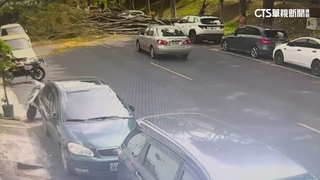 驚險！　台中3行道樹突倒塌　轎車急剎躲過一劫