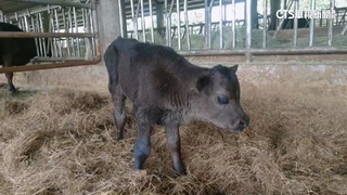全國首例　！李登輝「源興牛」　農業部認證為新品種