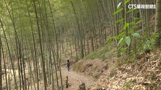 草嶺「竹地標」認證.三條崙風箏衝浪　雲林山海都好玩