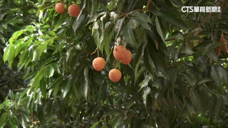 高溫影響！　糯米荔枝產量剩1成　每公斤520元新高