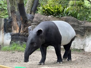 日馬來貘「英雄」搭機抵台猝死　動物園將解剖釐清
