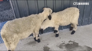 熱！遭質疑動物難消暑　小琉球生態園區：有相關措施